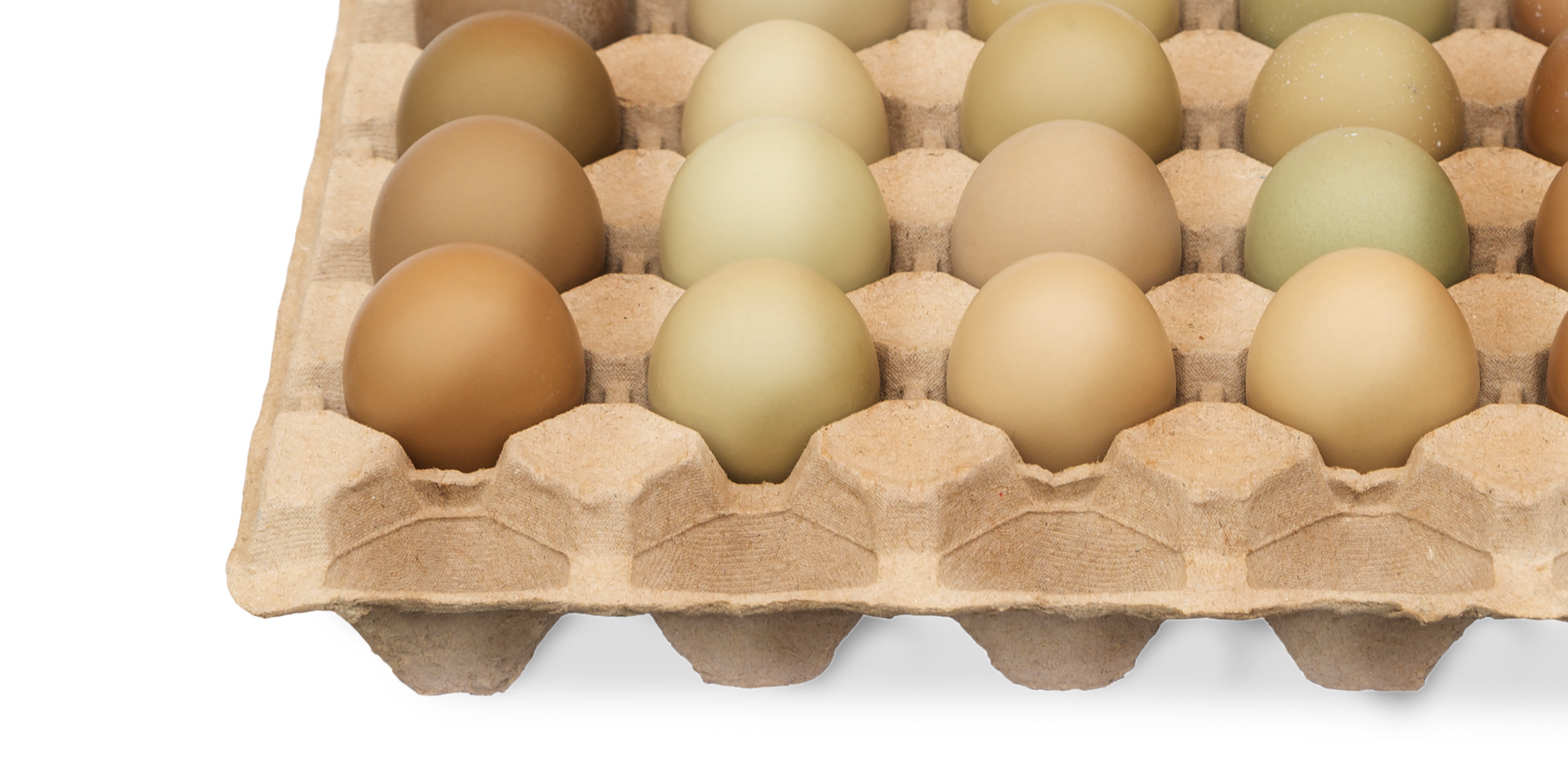 Świeże jaj bażancie w Letniej Kuchni do makaronu