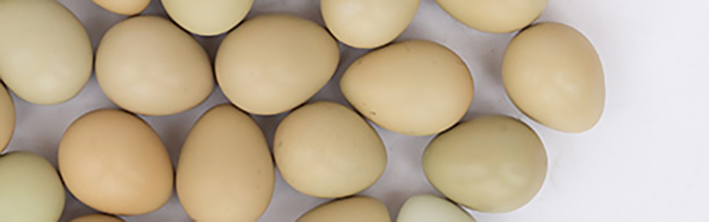 Świeże jaja bażancie do proukcji makaronu wykwintnego